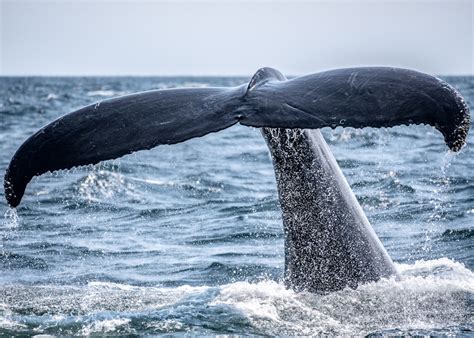 Whale Breaching Pictures Download Free Images On Unsplash
