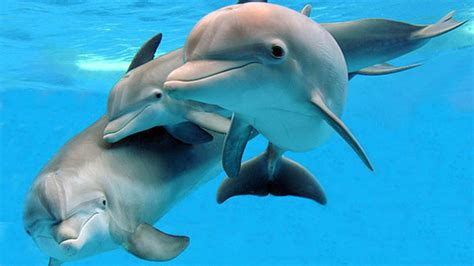 With you around me, is a blissful life. Brookfield Zoo dolphin calves celebrate first birthday ...