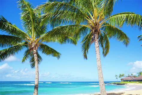 Palm Trees On The Sandy Beach In Hawaii Photograph By