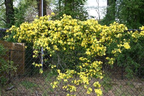 English name derived from the name of the flowering vine clematis, from greek klema. Jasmine?