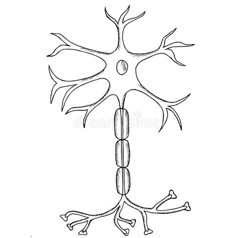 Bosquejo De La Neurona Ilustración Del Vector Ilustración De Blanco