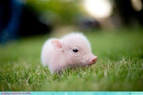Baby Pig Bing Images Animals Pinterest Babies Pigs And Baby Pigs
