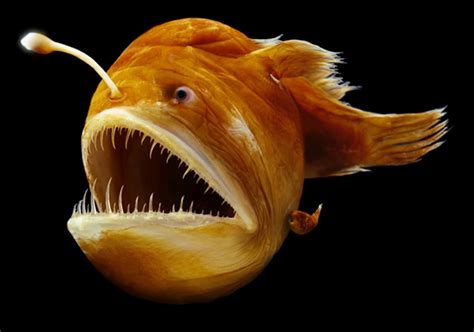 15 Nightmarish Creatures Of The Deep Sea Page 11 Of 35 Worldemand