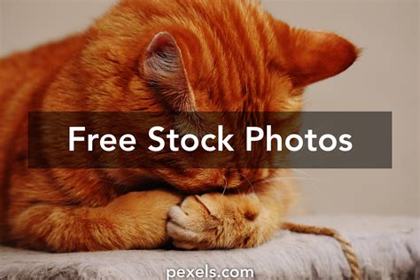1000 Beautiful Funny Cats Photos Pexels · Free Stock Photos