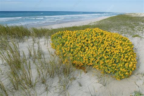 Yellow Daisy Bush On Coastal Sand Dune Stock Image E2800440