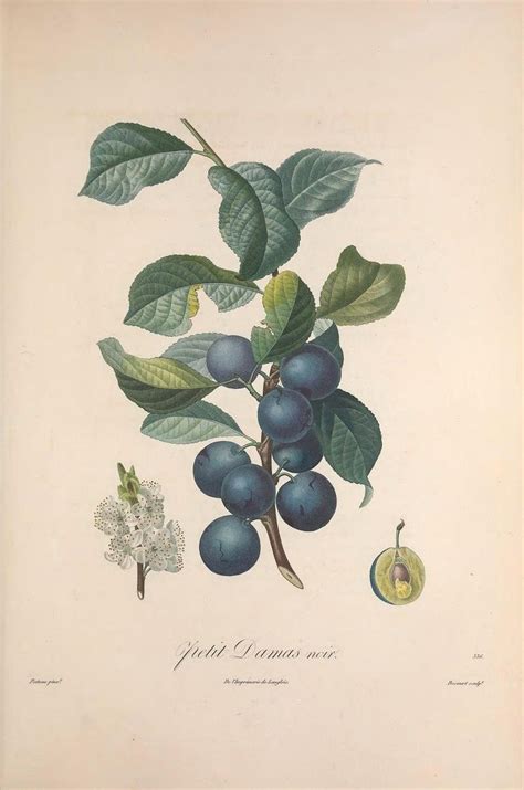 n384 w1150 blueberry illustration fruit illustration vintage botanical