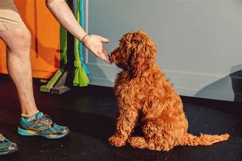 The New Science of Dog Training | Time