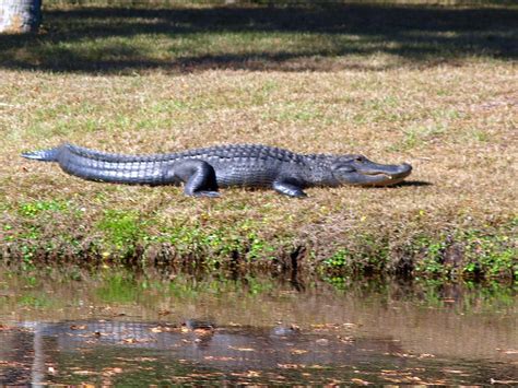 Hilton Head Island South Carolina This Alligator Was Alo Flickr