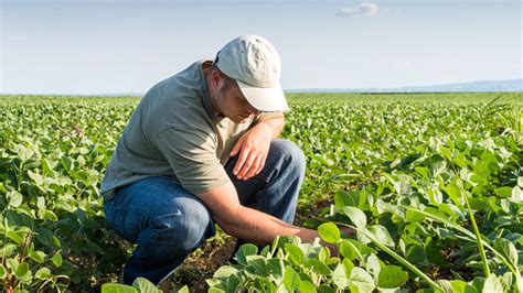 Corn And Soybean Yield Expectations Will Inevitably Lower In
