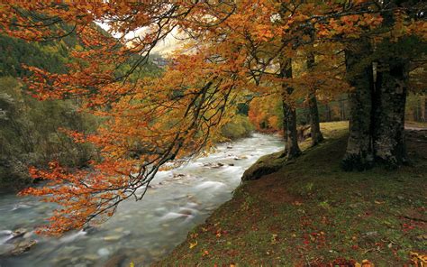Forest Autumn River Hd Wallpaper