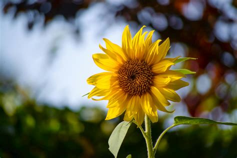 Selective Focus Photography Of Sunflower · Free Stock Photo