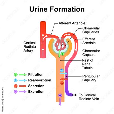 Vecteur Stock Scientific Designing Of Urine Formation Glomerular