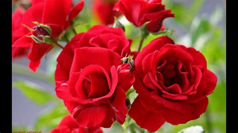 Beautiful Natural Rose Flowers Pics Best Flower Site