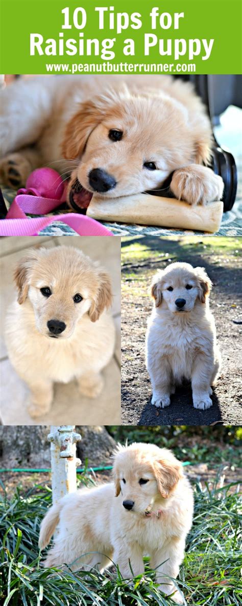 Their first meal can be 7 am, at noon for lunch and the last meal in the evening at 5 p.m. My Top 10 Tips for Raising a Golden Retriever Puppy