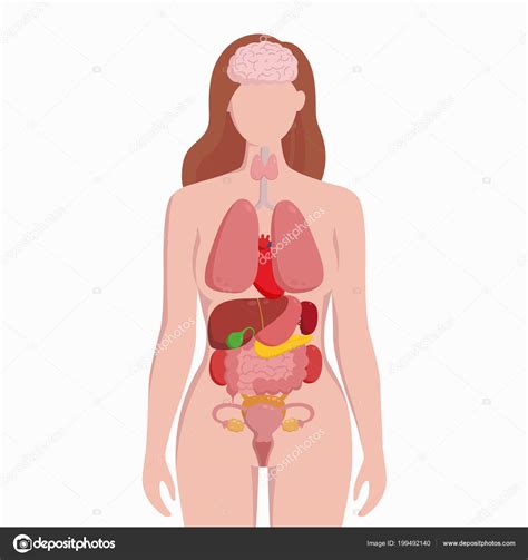 Vrouwelijke Lichaam Met Inwendige Organen Schema Platte Infographic Poster Vectorillustratie