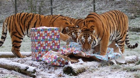 Whipsnade Zoos Tiger Brothers Enjoy Christmas Fun Itv News Anglia