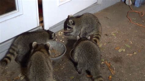 Baby Trashpandas At The Door They Are The Cutest Baby
