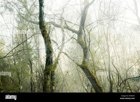 Wood Tree Moss Mystical Gloomy Green Morning Fog Old Creating