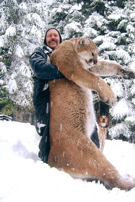 Cougar Photo Irks Hunter Trail Daily Times