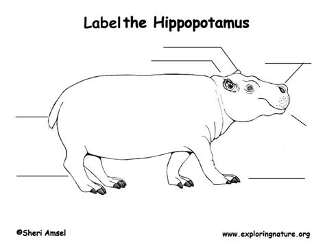 Hippopotamus Labeling Page