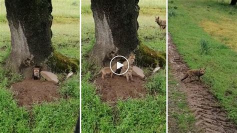 Preciosas Imágenes De Tres Cachorros De Zorro En Su Madriguera En Un árbol