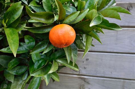 Orange Tree Stock Photo Image Of Horticulture Garden 31735208