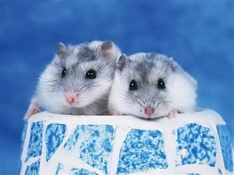 Top hơn về hình nền chuột hamster dễ thương hay nhất coedo com vn