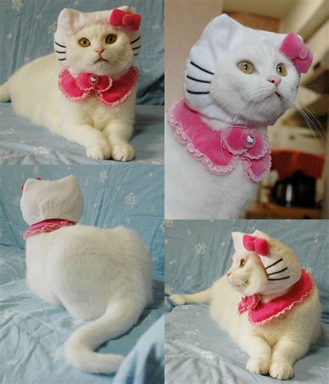 Hello Kitty Cat Costume Really Funny Pictures Collection On