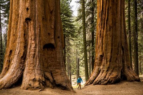 Meet The Giant Sequoia The Super Tree Built To Withstand Fire