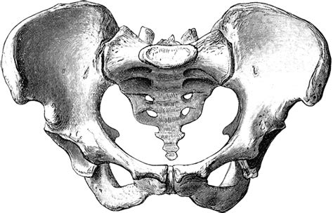The distance between the ischia bones is small in males, making the outlet narrow, but large in females, who have a relatively large outlet. Female Pelvis | ClipArt ETC