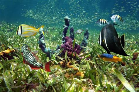 Submerged Wonders Exploring The Depths Of Florida Keys National Marine