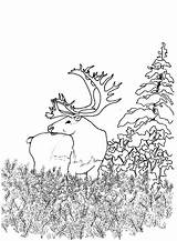 Coloring Pages Caribou Forest Woodland Animals Deer Printable Color Kids Getcolorings Template Popular sketch template