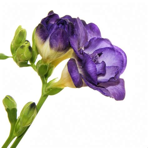 Fragrant Purple Freesia Bulbs For Sale Online Double Blue Easy To