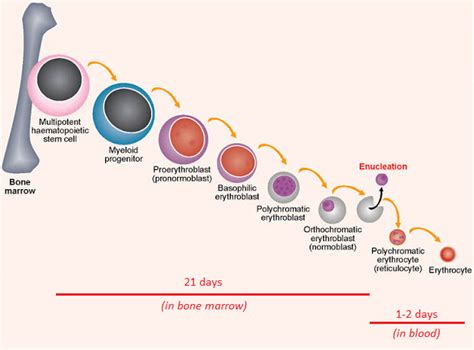 Production Of Red Blood Cells