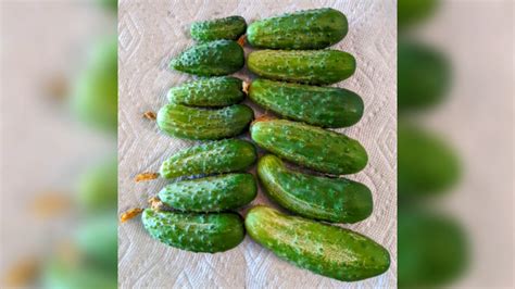 We did not find results for: Top 10 Tips for the Crunchiest Fermented Pickles - YouTube