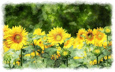 Sunflower Paintings Sunflower Painting Sunflower Watercolor Painting