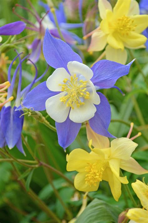 Find perennial flowers for sun at socialscour.com! 15 Best Shade Perennials - Shade-Loving Perennial Flowers ...