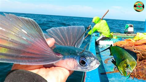 Pescando Al Pez Volador Para La Pesca De Pericos Dorados Pesca En