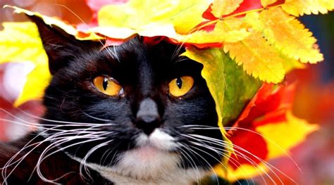 Autumn Cat Wallpapers Top Free Autumn Cat Backgrounds Wallpaperaccess