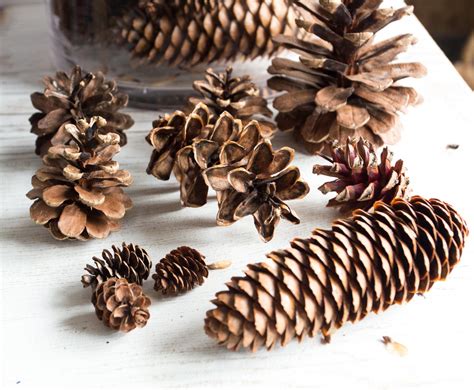 Assorted Pine Cones 100 Bulk Natural Untreated Sanitized Etsy