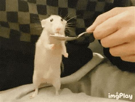 Rat Eating  Rat Eating Kiss Discover And Share S
