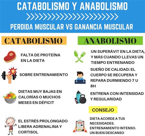 Diferencias Y Similitudes Entre Anabolismo Y Catabolismo Dinami
