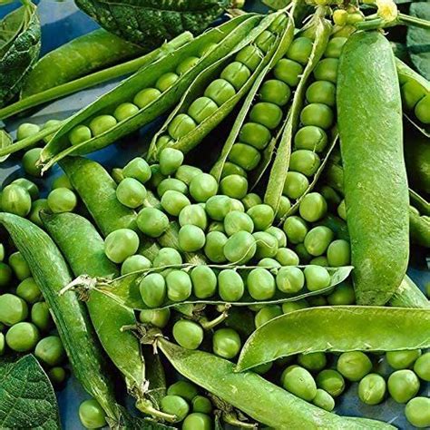 Free 100 Seeds Alaska Pea Seeds Green Pea Pisum Sativum Organic