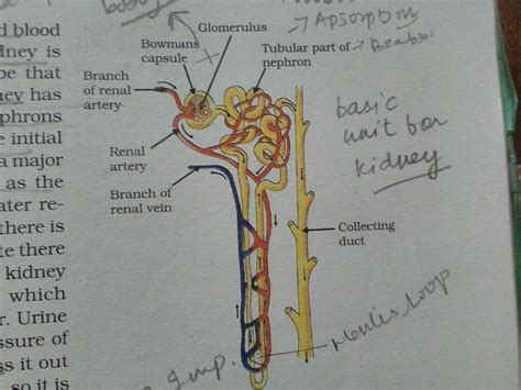 Parts Of The Nephron Labeled