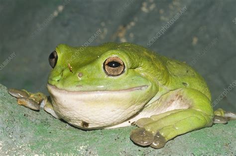 Giant Tree Frog Stock Image C0092564 Science Photo Library