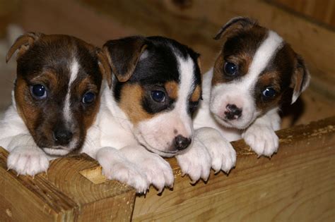 Jack Russell Terrier Puppies Photo And Wallpaper Beautiful Jack