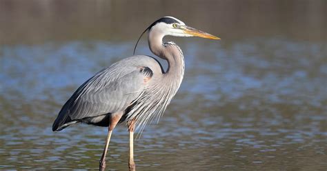 Grey Heron Vs Blue Heron What Are The Differences Birdfact