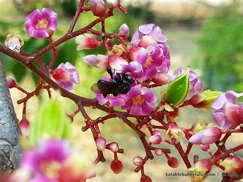 Madu yang dihasilkan dari nectar bunga kaliandra, lebih banyak digunakan bunga merah kaliandra. Madu Kelulut Anugerah Allah: POKOK / BUNGA KESUKAAN KELULUT