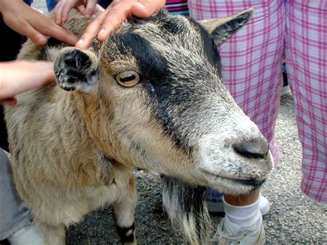 The store became more popular because of the farm and the. Mobile Petting Zoo Party - Farm Animal Petting Zoo -Dallas ...