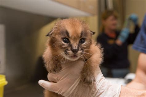 Oregon Zoo Introduces Newest Caracal Kittens Zooborns